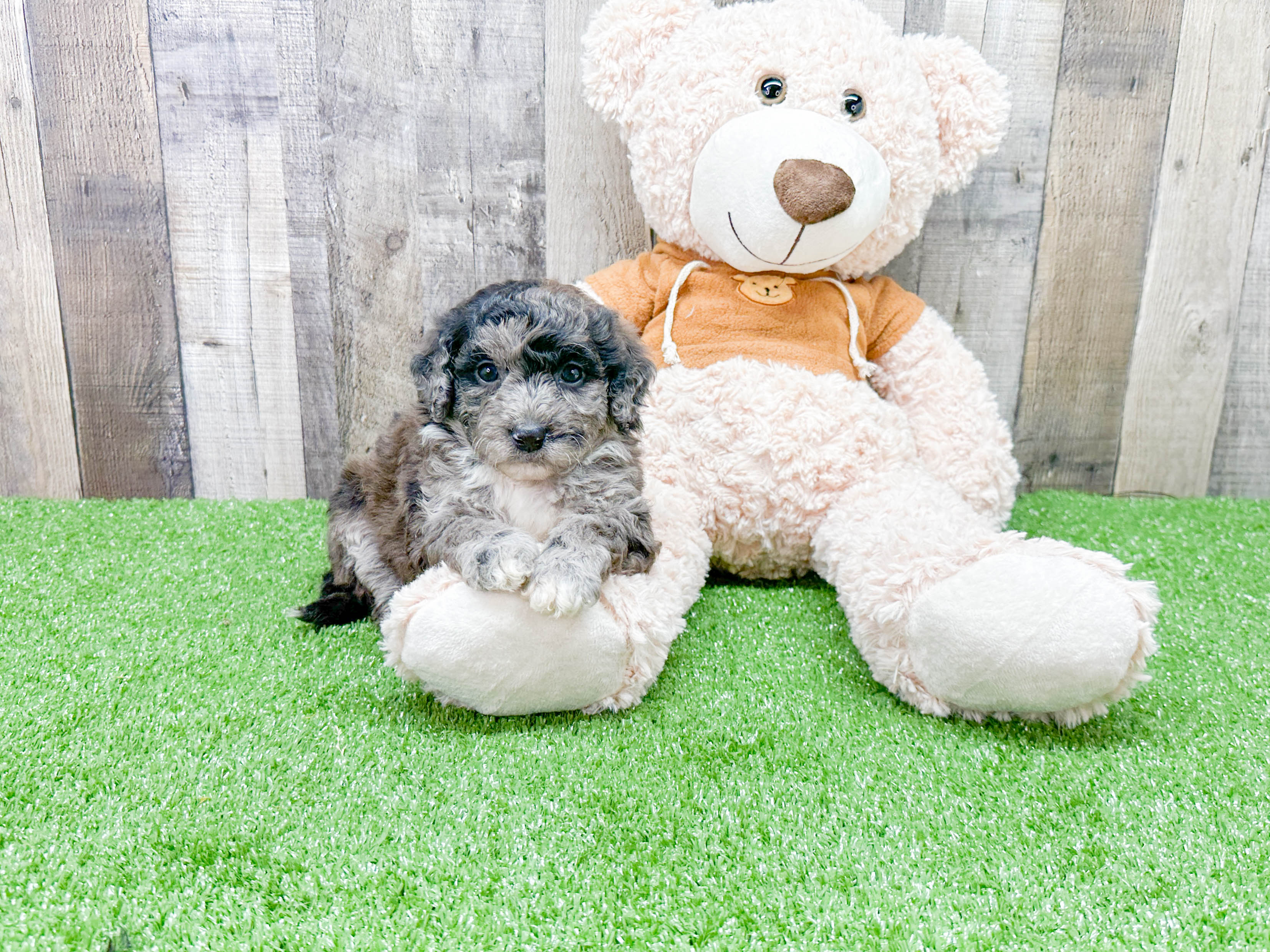 Mini Portidoodle Pup Being Cute