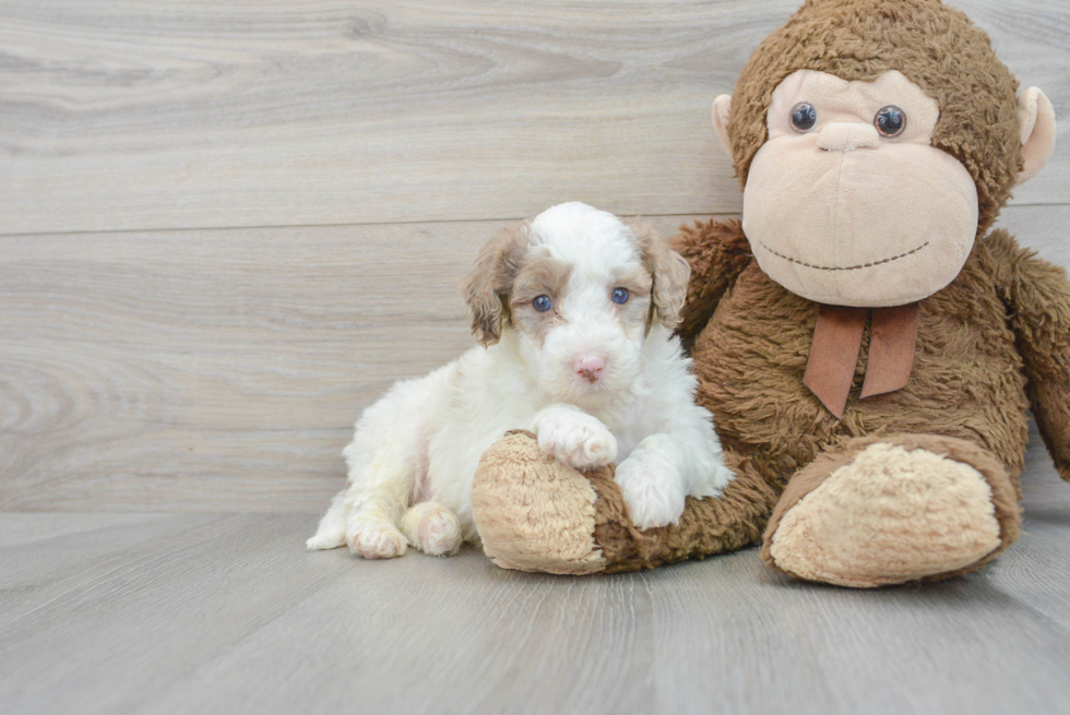 Fluffy Mini Portidoodle Poodle Mix Pup