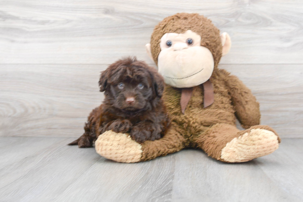 Adorable Portuguese Water Dog Poodle Mix Puppy