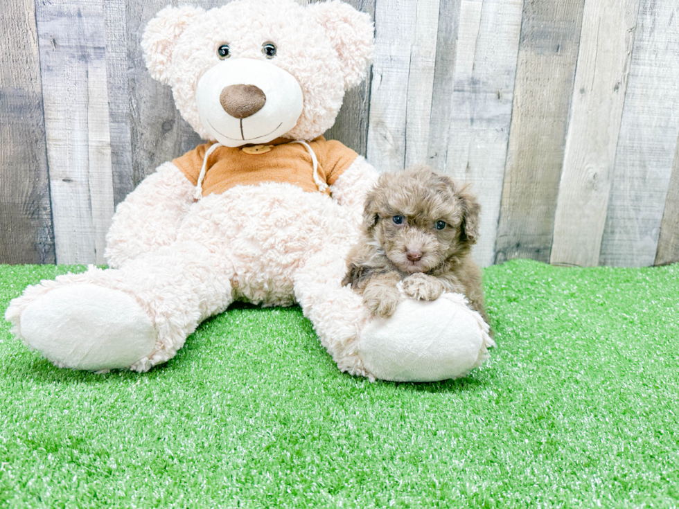 Little Portuguese Water Dog Poodle Mix Puppy