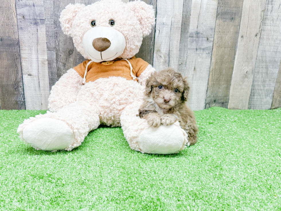 Mini Portidoodle Puppy for Adoption