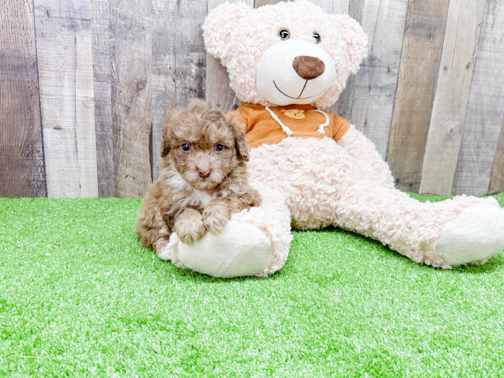 Mini Portidoodle Puppy for Adoption