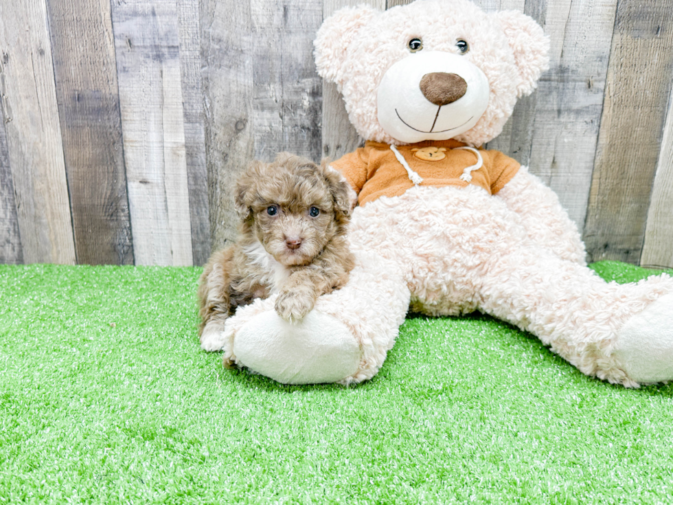 Popular Mini Portidoodle Poodle Mix Pup