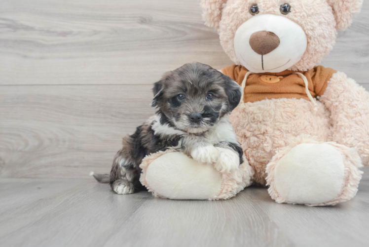 Petite Mini Portidoodle Poodle Mix Pup