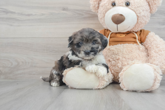 Petite Mini Portidoodle Poodle Mix Pup