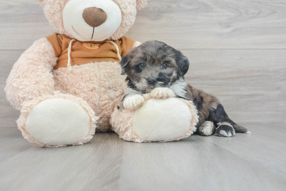 Mini Portidoodle Pup Being Cute