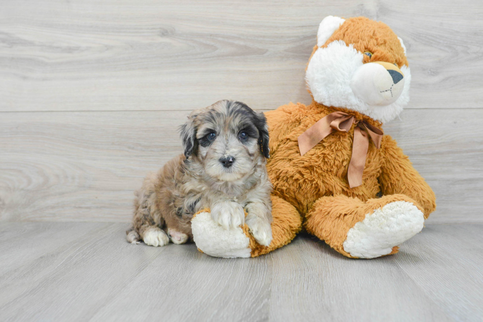 Adorable Portuguese Water Dog Poodle Mix Puppy