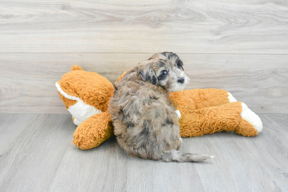 Mini Portidoodle Pup Being Cute