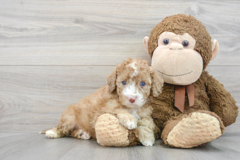 Best Mini Portidoodle Baby