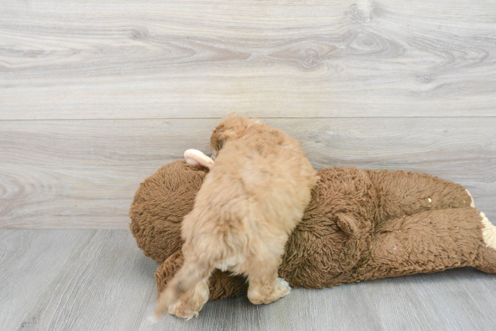 Mini Portidoodle Puppy for Adoption