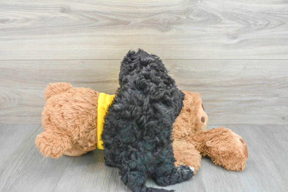 Energetic Portuguese Water Dog Poodle Mix Puppy