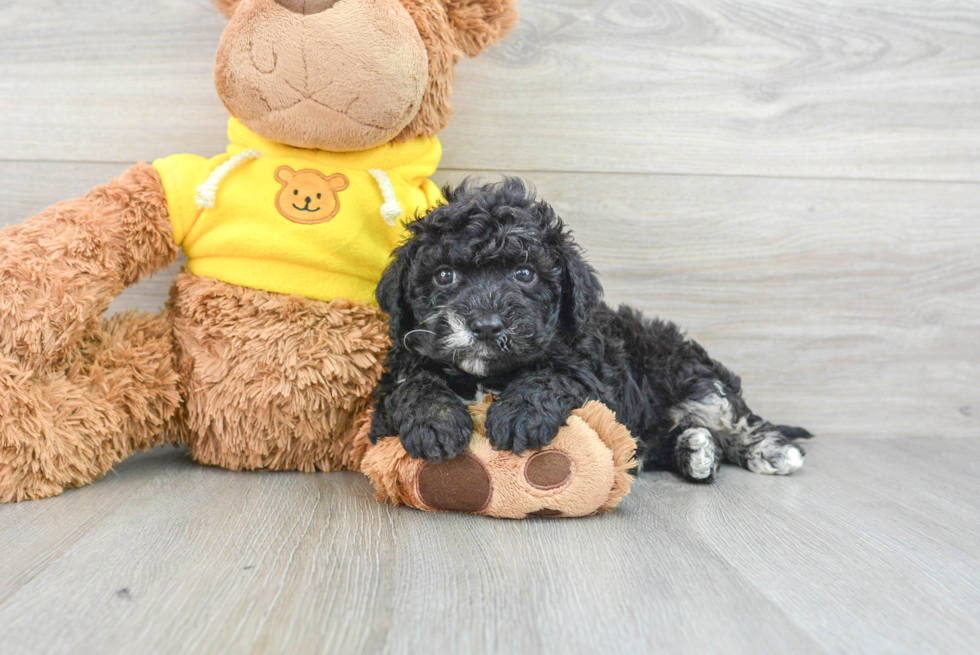 Mini Portidoodle Puppy for Adoption