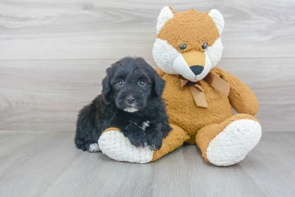 Smart Mini Portidoodle Poodle Mix Pup