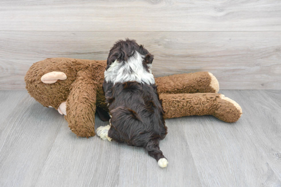 Little Portuguese Water Dog Poodle Mix Puppy