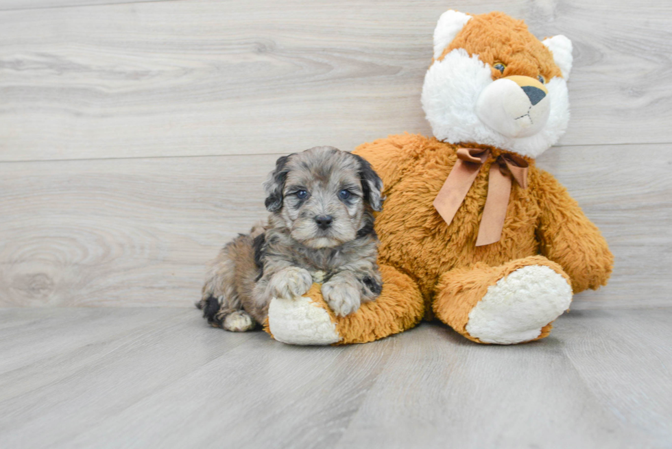 Popular Mini Portidoodle Poodle Mix Pup