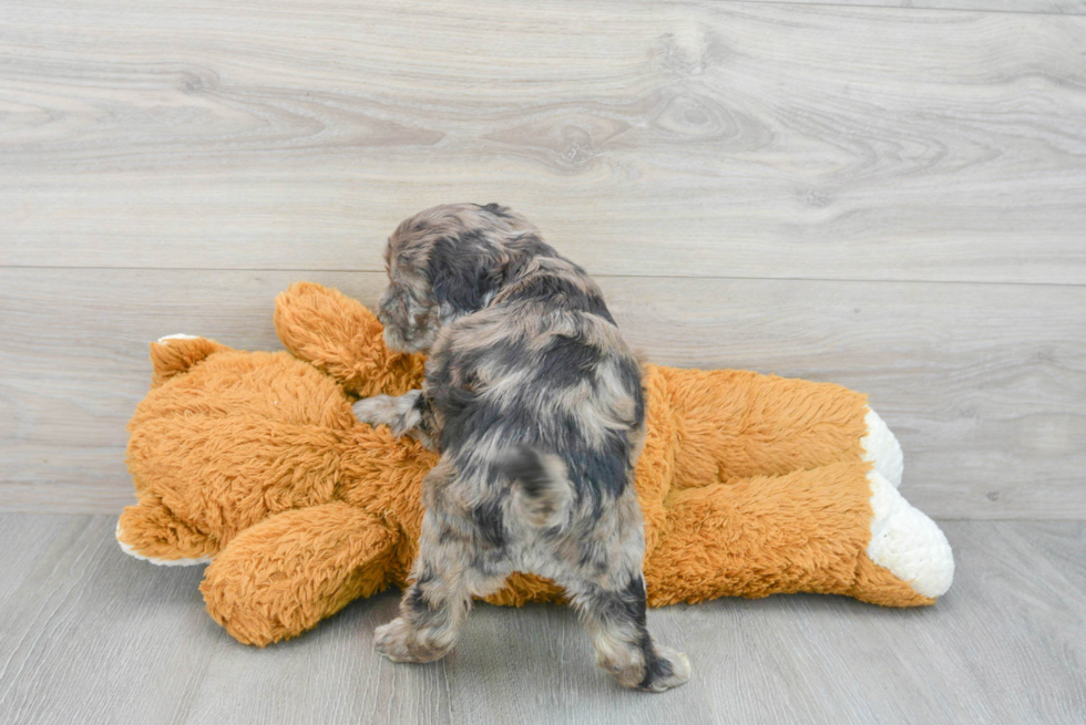 Popular Mini Portidoodle Poodle Mix Pup