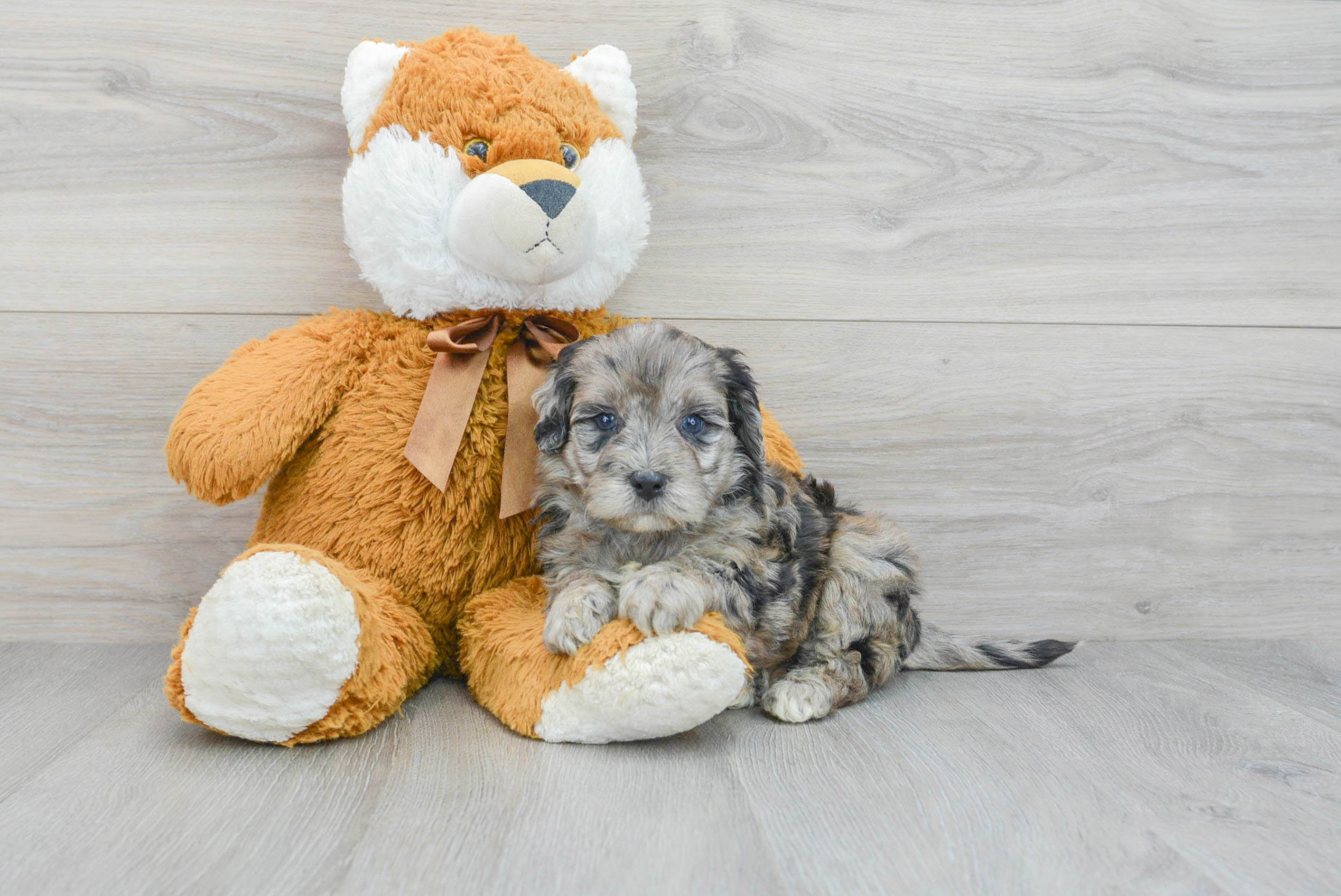 Smart Mini Portidoodle Poodle Mix Pup