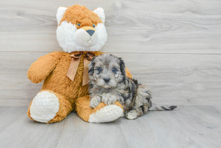 Smart Mini Portidoodle Poodle Mix Pup