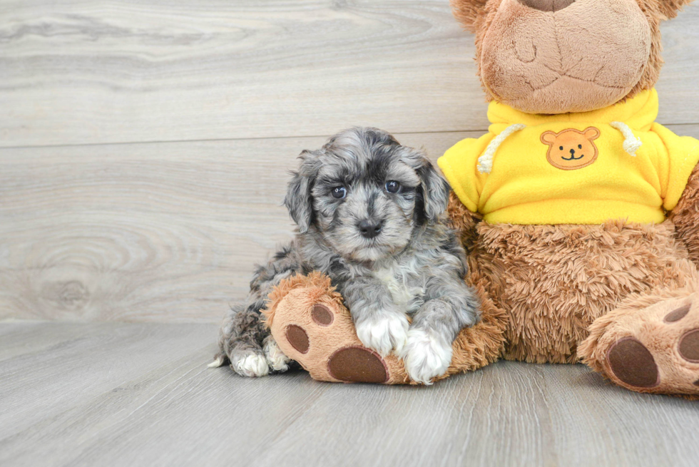 Fluffy Mini Portidoodle Poodle Mix Pup