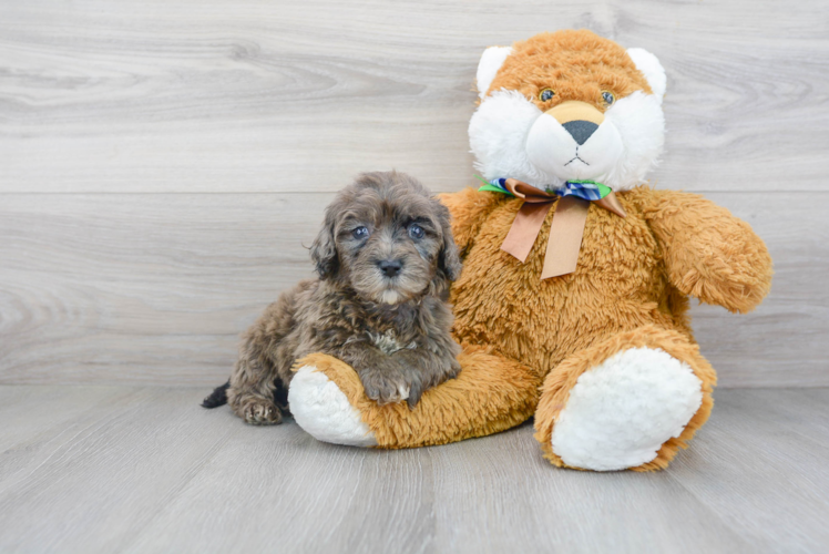 Mini Portidoodle Puppy for Adoption