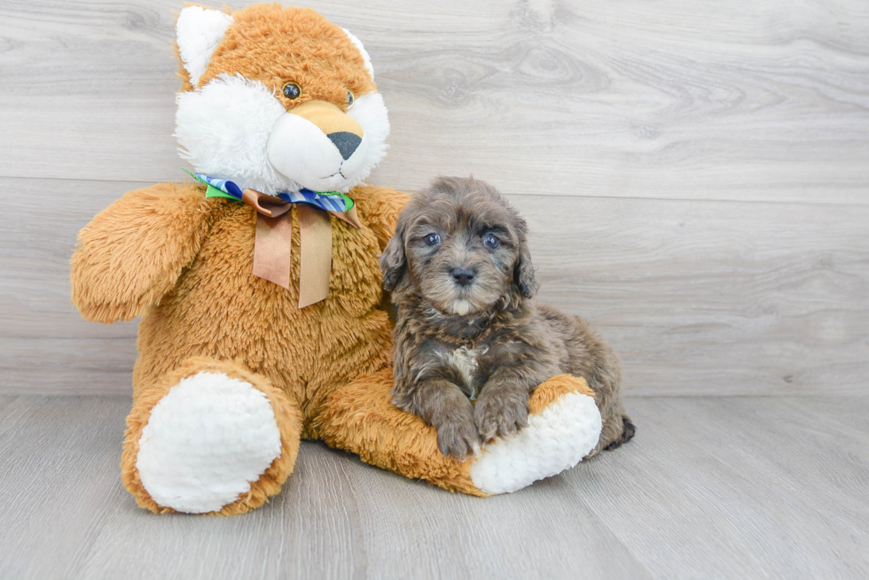 Cute Mini Portidoodle Poodle Mix Pup