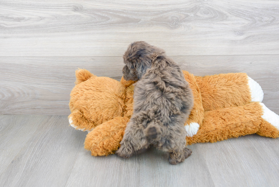 Cute Mini Portidoodle Baby
