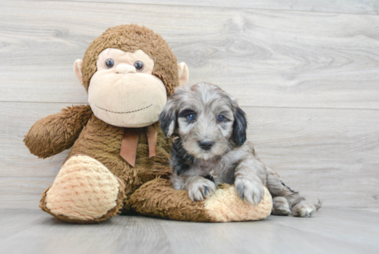 Friendly Mini Portidoodle Baby