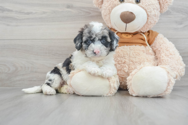 Energetic Portuguese Water Dog Poodle Mix Puppy