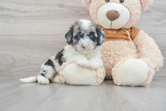 Energetic Portuguese Water Dog Poodle Mix Puppy