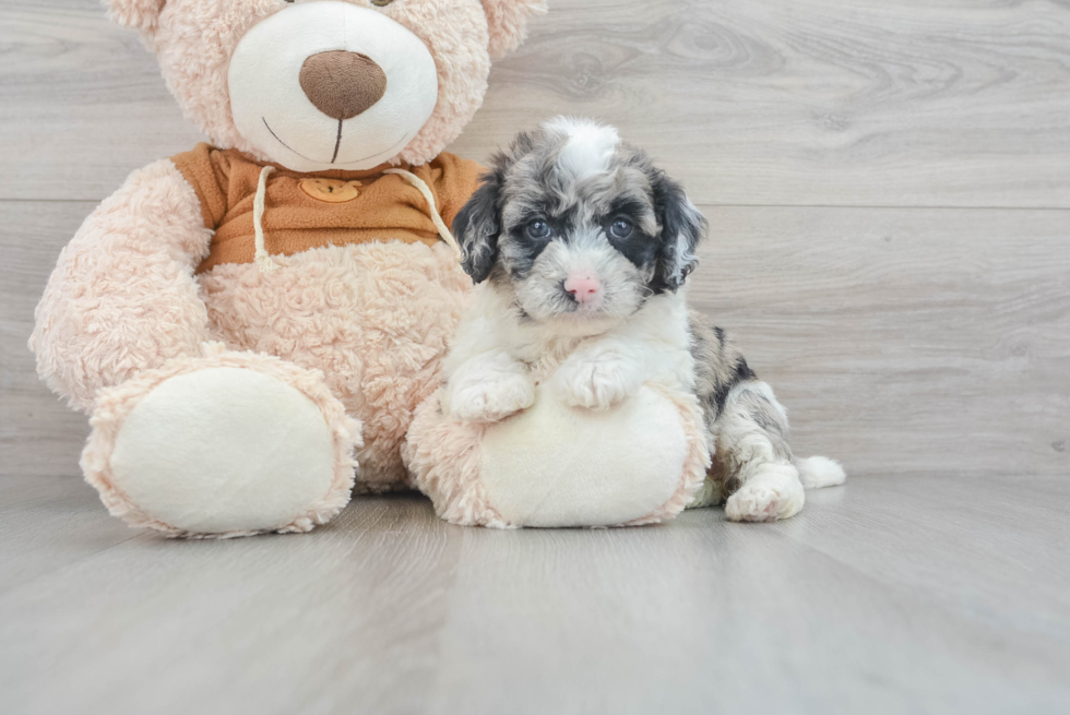 Petite Mini Portidoodle Poodle Mix Pup