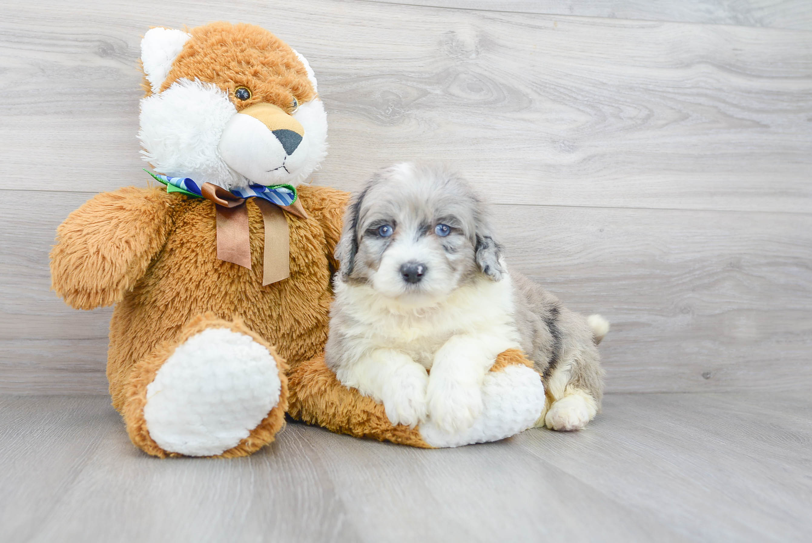 Best Mini Portidoodle Baby
