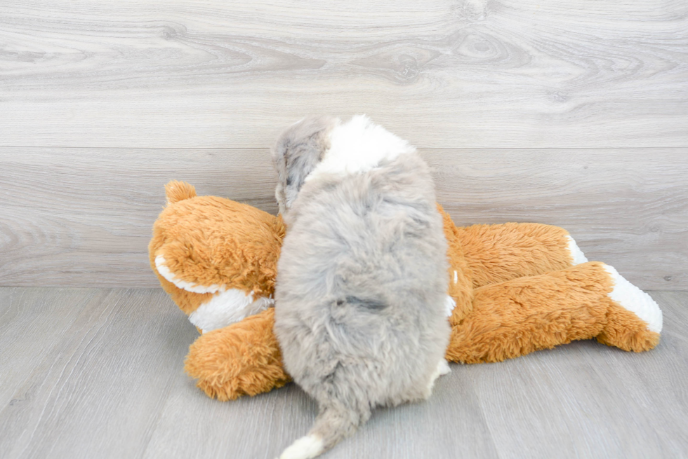 Fluffy Mini Portidoodle Poodle Mix Pup