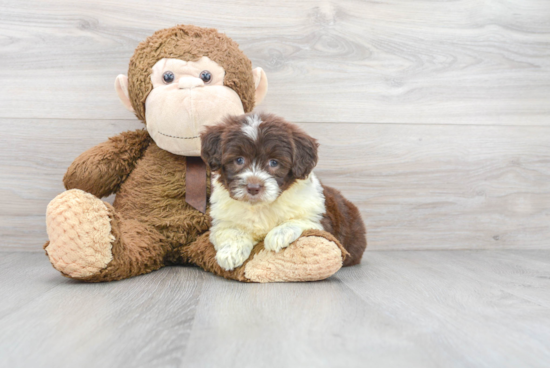 Playful Portuguese Water Dog Poodle Mix Puppy