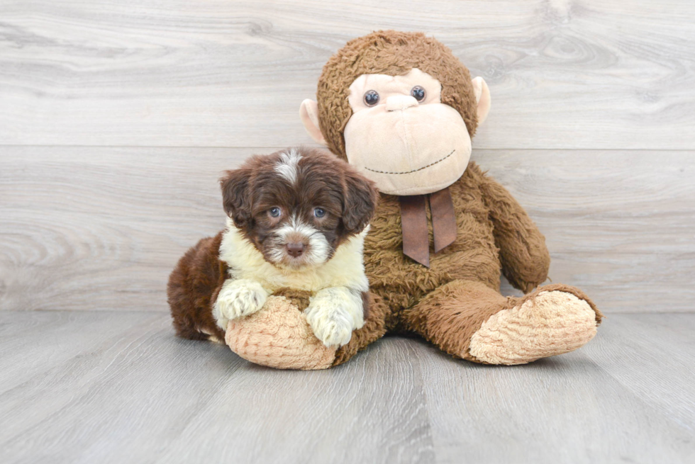 Little Portuguese Water Dog Poodle Mix Puppy