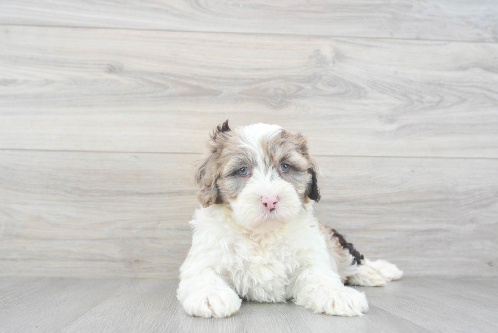 Funny Mini Portidoodle Poodle Mix Pup