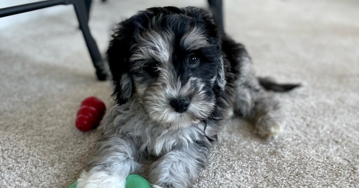 Mini Portidoodle Puppies for Sale Petite Size Premier Pups