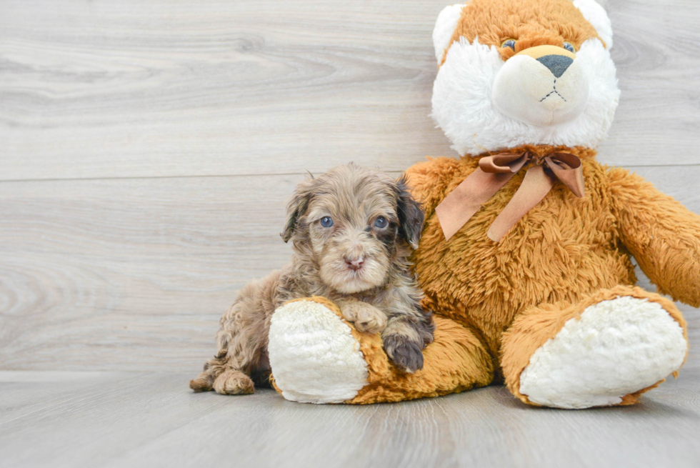 Hypoallergenic Portuguese Water Dog Poodle Mix Puppy