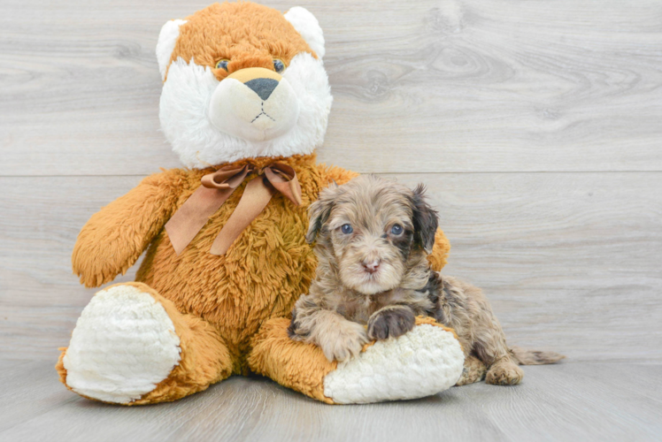 Petite Mini Portidoodle Poodle Mix Pup