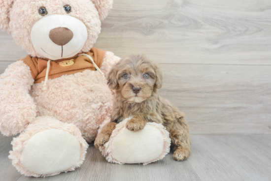 Smart Mini Portidoodle Poodle Mix Pup