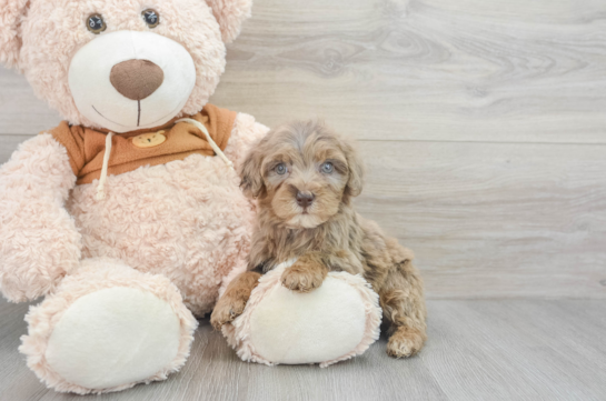 Smart Mini Portidoodle Poodle Mix Pup