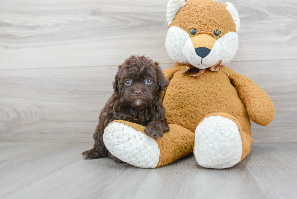 Fluffy Mini Portidoodle Poodle Mix Pup