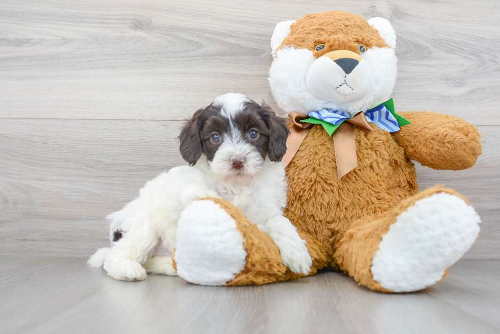 Little Portuguese Water Dog Poodle Mix Puppy