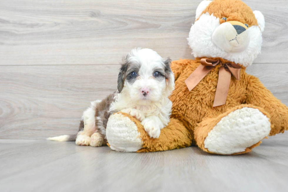Little Portuguese Water Dog Poodle Mix Puppy