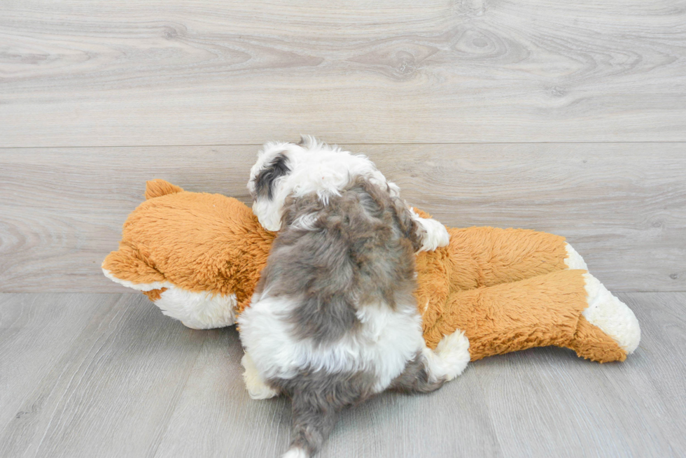 Best Mini Portidoodle Baby