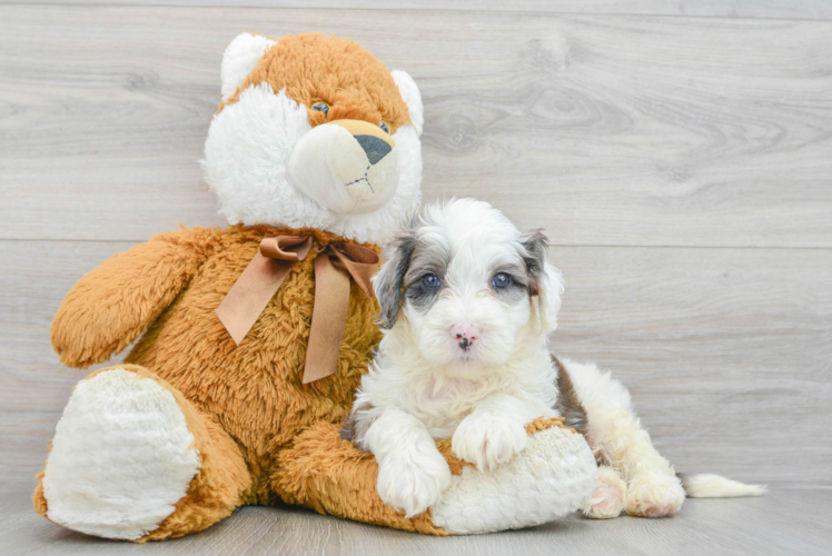 Mini Portidoodle Pup Being Cute