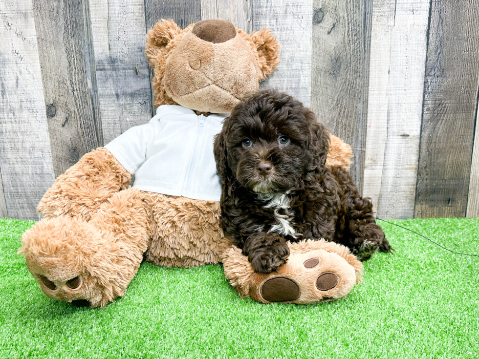 Smart Mini Portidoodle Poodle Mix Pup