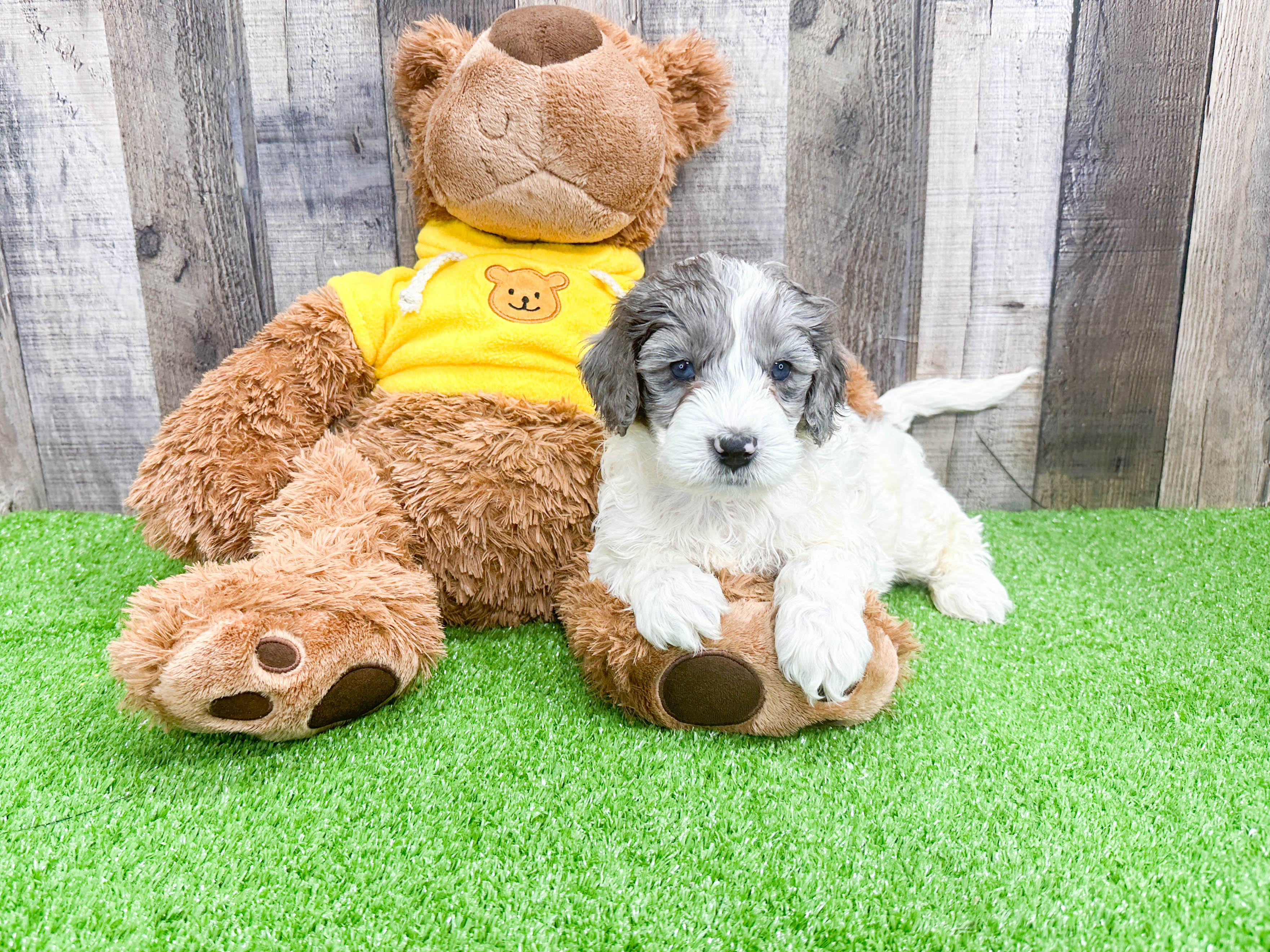Best Mini Portidoodle Baby