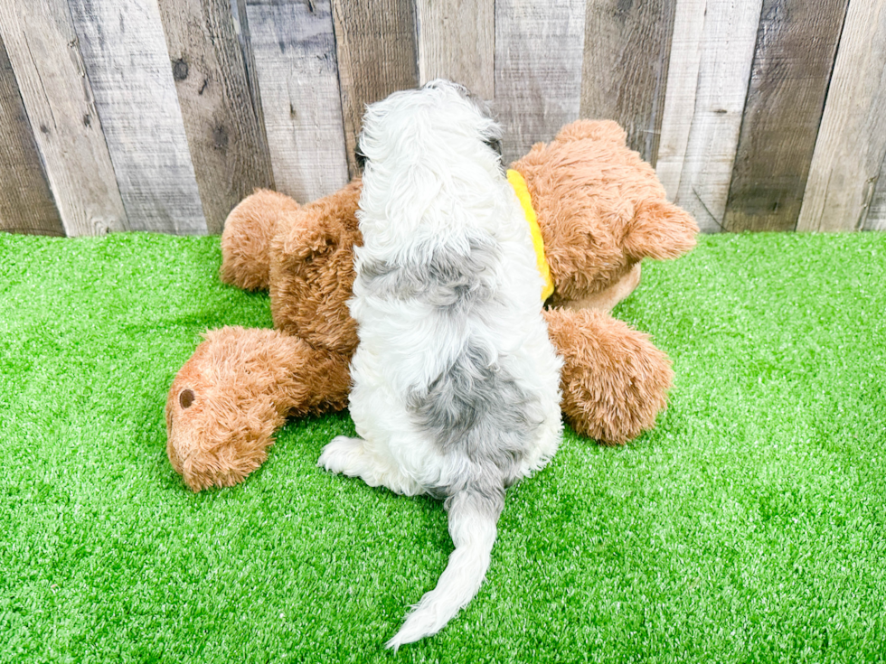 Mini Portidoodle Pup Being Cute