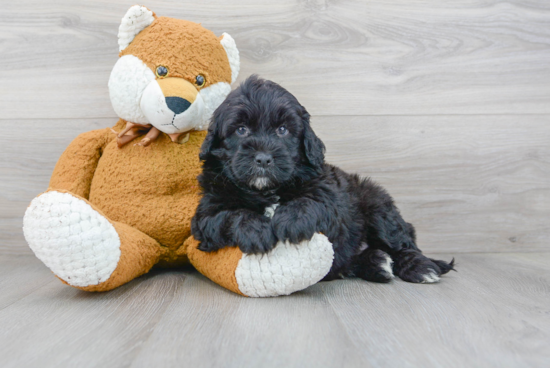 Petite Mini Portidoodle Poodle Mix Pup