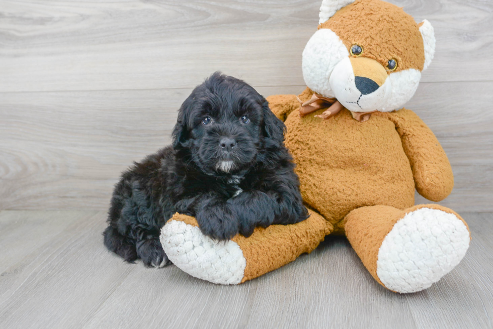 Friendly Mini Portidoodle Baby